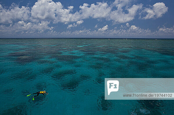 Lone snorkeler on the water at the Great Barrier Reef; Great Barrier Reef  Australia