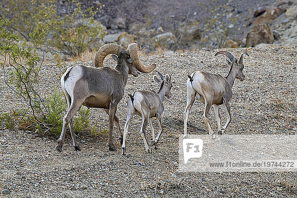 Large Desert Bighorn (Ovis canadensis nelsoni) ram following a lamb and young ram in the rocky hills above Hemenway Park  Boulder City  Nevada  USA; Boulder City  Nevada  United States of America