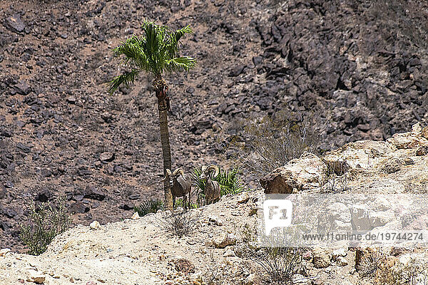 Two Desert Bighorn (Ovis canadensis nelsoni) rams in the rocky hills above Hemenway Park  Boulder City  Nevada  USA; Boulder City  Nevada  United States of America