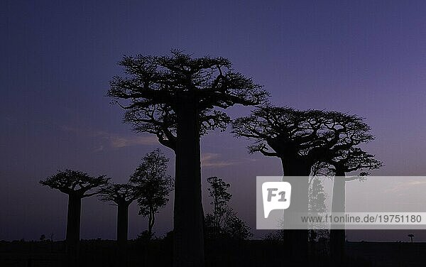 Baobabs im Sonnenuntergang im Westen von Madagaskar