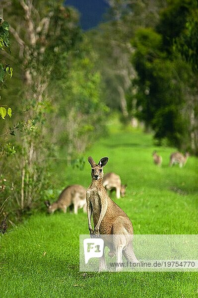 Riesenkängurus (Osphranter rufus) in einem Waldstück  wild  frei  Wildnis  Fauna  Wappentier  an der Ostküste Australiens