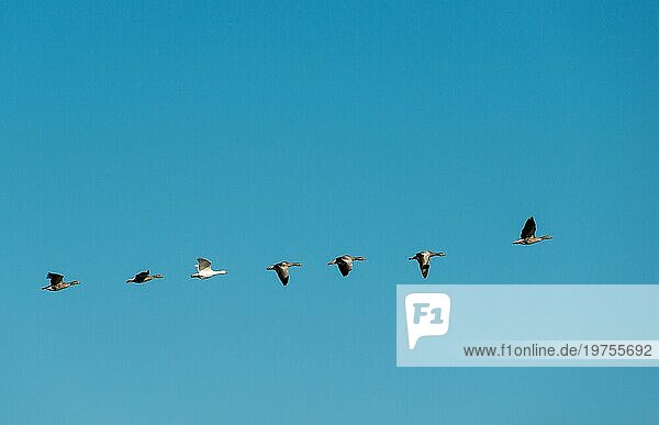 Eine Reihe Wildgänse oder Graugänse (Anser anser) fliegt vor einem blauen  wolkenlosen Himmel  zwischen ihnen fliegt eine rein weiße Gans  sonniger Sommertag  Schlei  Schleswig-Holstein  Deutschland  Europa
