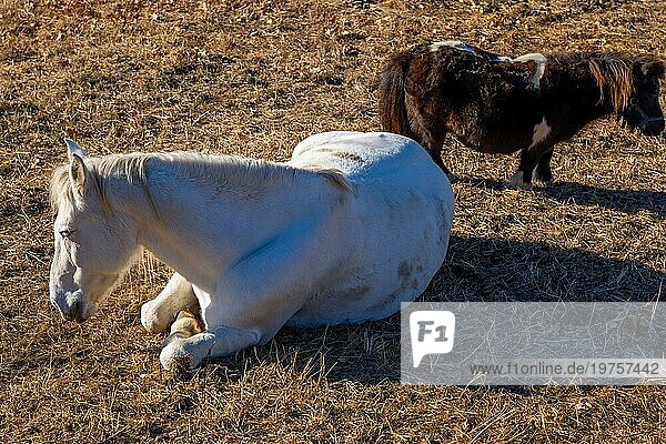Weißes Pferd liegt und schläft mit geschlossenen Augen und ein braunes Pony an einem sonnigen Tag in der Schweiz
