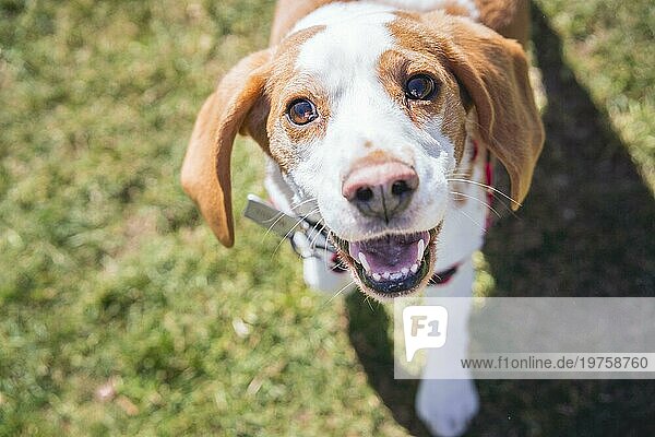 Beagle Hund auf dem Rasen  der beim Spazierengehen in die Kamera schaut