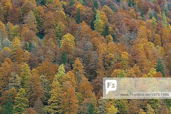 Mischwald mit Laub von Laubbäumen in bunten Herbstfarben