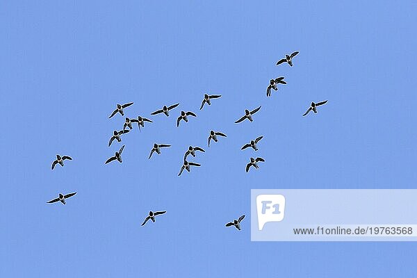 Krabbentaucher (Alle alle)  Taubenschwarm im Flug gegen blaün Himmel
