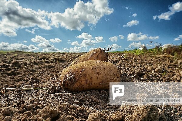 Frisch geerntete Kartoffeln auf dem Feld  Erde nach der Ernte auf einem biologischen Familienbetrieb. Blaür Himmel und Wolken. Nahaufnahme und geringe Schärfentiefe  unscharfer Hintergrund