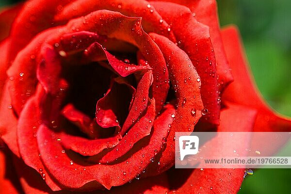Schöne frische Rosen in Nahaufnahme