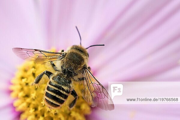 Biene auf Blume in der Natur auf Blumen in der Natur