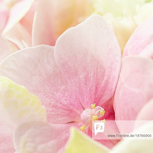 Hintergrund aus rosa Blüten. Hortensie oder Hortensie in Blüte