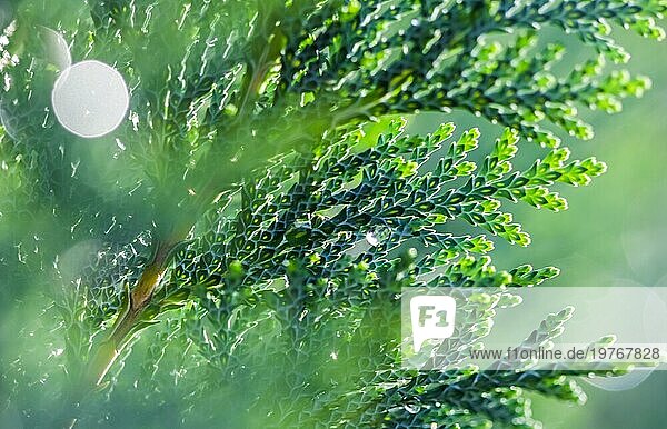 Nahaufnahme Blaue Blätter des immergrünen Nadelbaums Lawson Cypress oder Chamaecyparis lawsoniana nach dem Regen. Extremes Bokeh mit Lichtreflexion. Makrofotografie  selektiver Fokus  unscharfer Naturhintergrund. Platz für Text