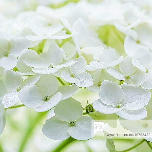 Hintergrund aus weißen Blüten. Hortensie oder Hortensie in Blüte