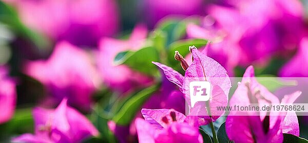 Rosa Begonville Blüten an einem sonnigen Tag. Mediterrane Pflanzen im Garten. Floraler Hintergrund. Foto in hoher Qualität
