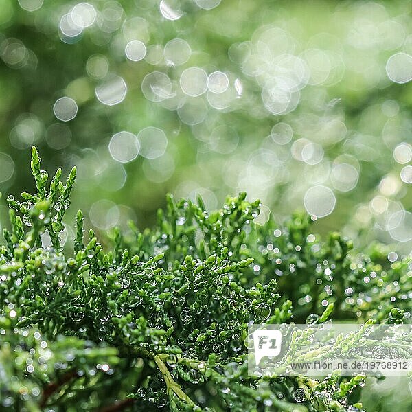 Textur  Hintergrund  Muster der grünen Zweige der dekorativen koniferen immergrünen Wacholder mit regen Tropfen. Bokeh mit Lichtreflexion. Natürliche Kulisse