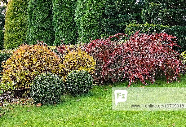 Gestaltung eines Gartens mit grünem Rasen  bunten Ziersträuchern und geformten Eiben und Buchsbaum  Buxus  im Herbst. Gartengestaltung Konzept