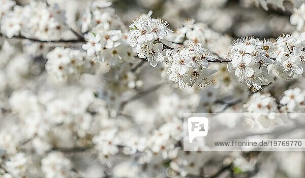 Kirschblüten im Frühling. Schöne weiße Blüten