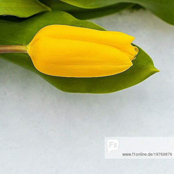 Gelbe Tulpe mit grünen Blättern auf einem weißen natürlichen Schnee Hintergrund. Konzept für Frühlingsferien. Platz für Ihren Text