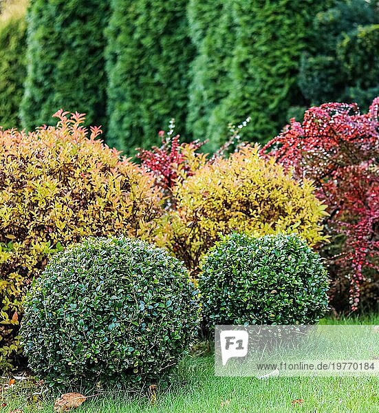 Gartengestaltung mit grünem Rasen  bunten Ziersträuchern und geformten Buchsbäumen im Herbst. Gartengestaltung Konzept