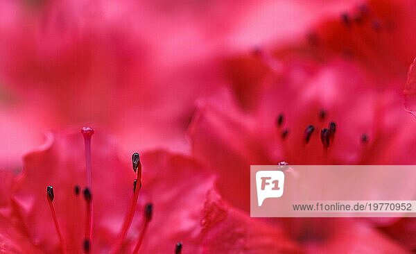 Hintergrund von blühenden roten Azaleenblütenblättern. Weicher Fokus. Blumenkulisse