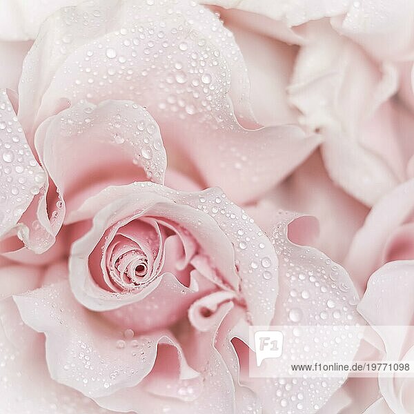 Rosa Rose Blume. Makro Blumen Hintergrund für Urlaub Marke Design - Stockfoto