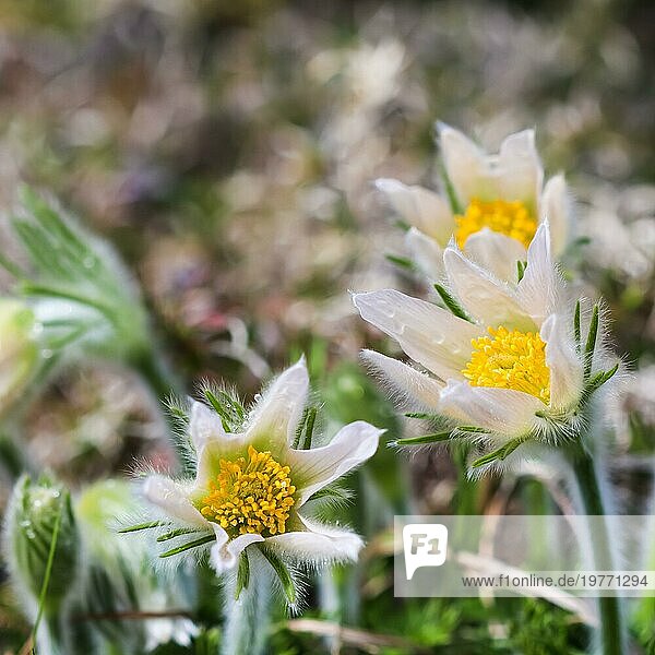 Sich öffnende schöne weiße seidige Blüten (pulsatilla alpina) im Frühlingsgarten