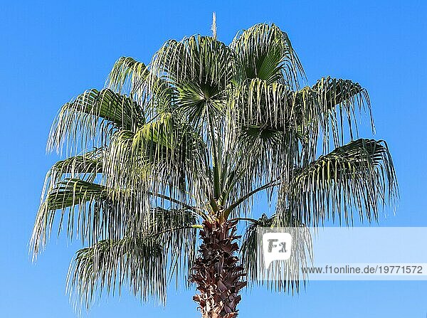 Palme im Wind auf blauem Himmel Hintergrund in der Sommerzeit. Sommerurlaub und tropische Natur Konzept