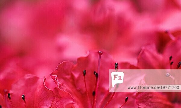 Hintergrund von blühenden roten Azaleenblütenblättern. Weicher Fokus. Blumenkulisse