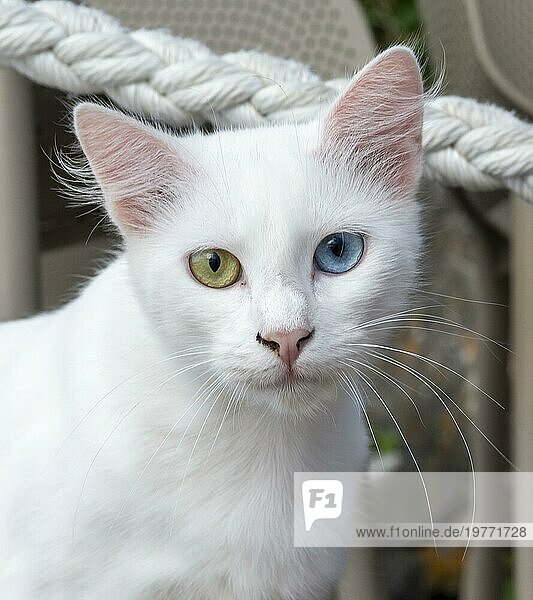 Rein weiße Katze mit grünen und blaün Augen. Augen mit zwei verschiedenen Farben. Heterochromie