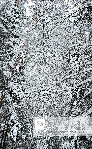 Viele dünne Zweige mit flauschigem weißen Schnee bedeckt. Schöne Winter verschneiten Wald. Vertikales Bild in Blauton