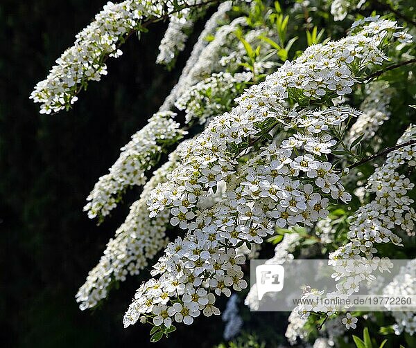 Weiße kleine Blüten des Thunberg Spirea (Spiraea thunbergii) Strauches in Blüte