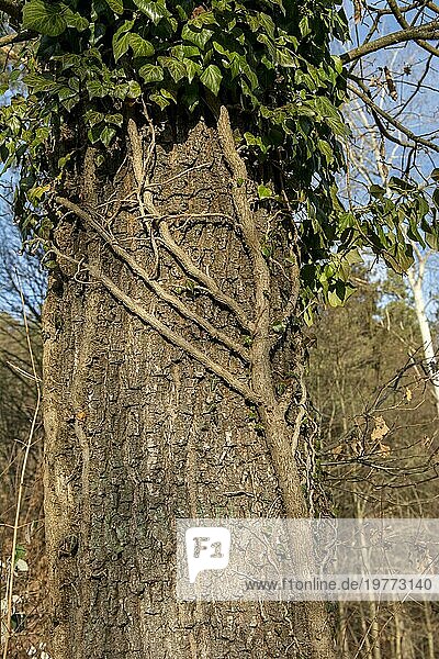 Gewöhnlicher Efeu (Hedera helix)  der sich an einem Baumstamm im Wald festhält. Die Pflanze ist auch als englischer oder Gemeiner Efeu bekannt