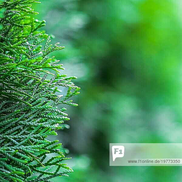 Unscharfer Naturhintergrund. Closeup grüne Blätter von immergrünen Nadelbaum (Thuja) . Extremes Bokeh mit Lichtreflexion. Platz für Text