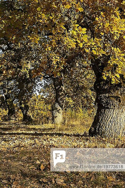 Herbstliches Laub der Eiche (Quercus) . Gelbe Blätter im Herbst. Gavurky. Slowakei