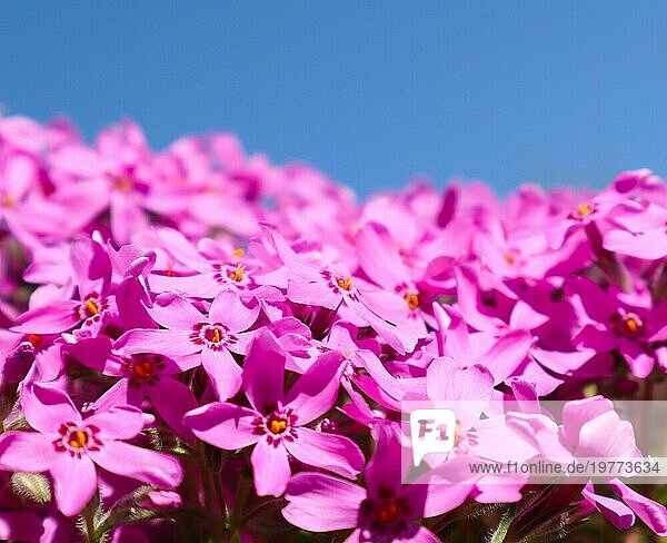 Schöne rosa Blüten (Phlox) im Frühling vor blauem Himmel