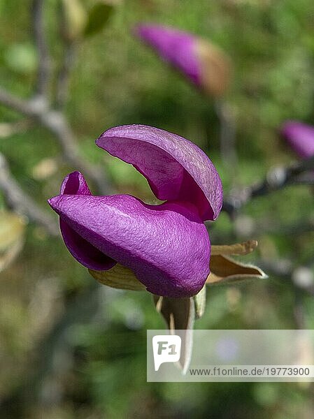 Junger Magnolienbaum mit violetten Blüten im zeitigen Frühjahr. Selektiver Fokus