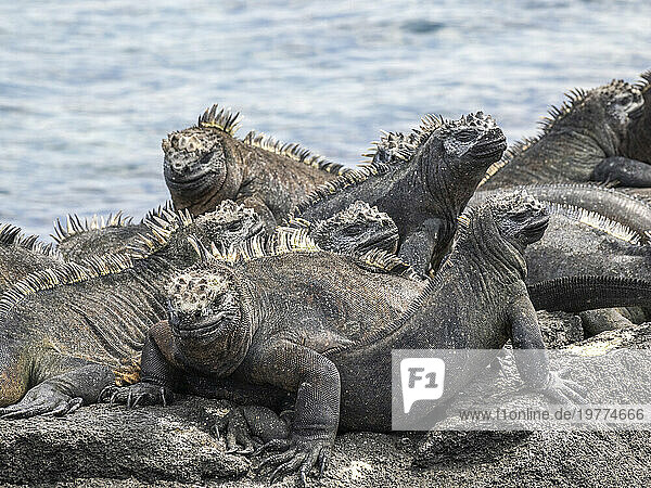 Adult Galapagos marine iguanas (Amblyrhynchus cristatus)  basking on Fernandina Island  Galapagos Islands  UNESCO World Heritage Site  Ecuador  South America
