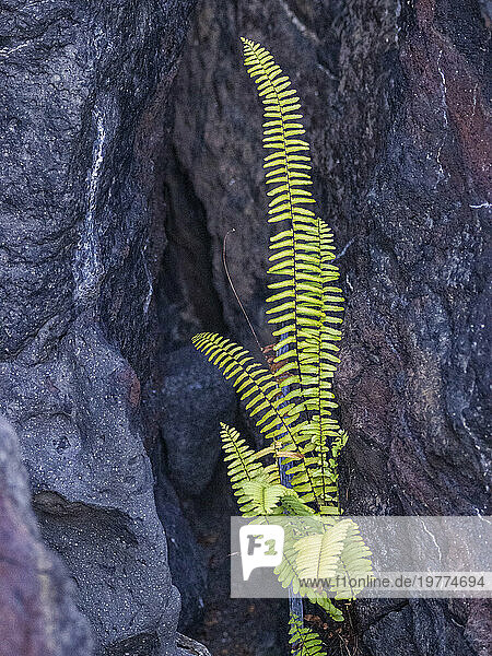 New life in the pahoehoe lava on the youngest island in the Galapagos  Fernandina Island  Galapagos Islands  UNESCO World Heritage Site  Ecuador  South America