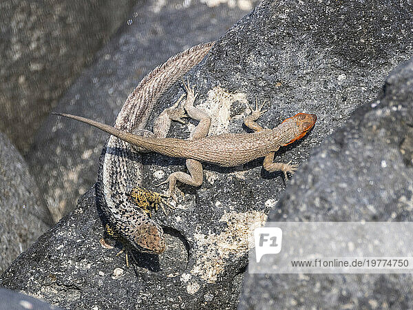 Galapagos lava lizard (Microlophus albemarlensis) pair in courtship on North Seymour Island, Galapagos Islands, UNESCO World Heritage Site, Ecuador, South America