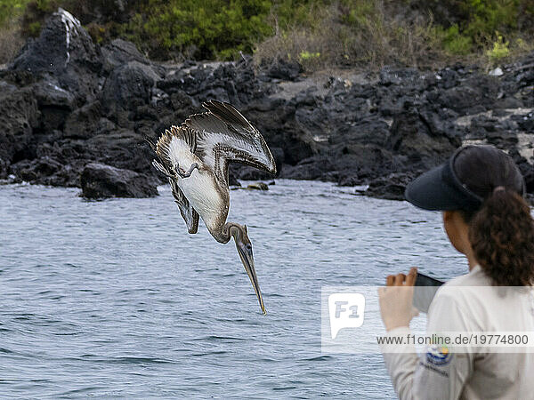 Juvenile brown pelican (Pelecanus occidentalis)  plunge diving in Urbina Bay  Galapagos Islands  UNESCO World Heritage Site  Ecuador  South America