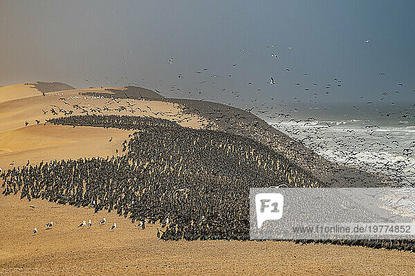 Massive numbers of Cormorants on the sand dunes along the Atlantic coast  Namibe (Namib) desert  Iona National Park  Namibe  Angola  Africa
