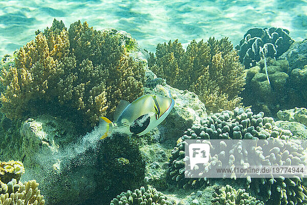 An adult blackpatch triggerfish (Rhinecanthus verrucosus), swimming while pooping sand on the reef off Bangka Island, Indonesia, Southeast Asia
