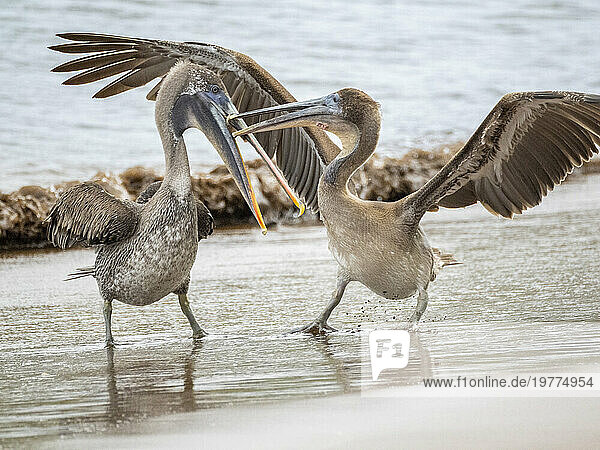 Junge Braunpelikane (Pelecanus occidentalis), in Buccaneer Cove, Insel Santiago, Galapagosinseln, UNESCO-Weltkulturerbe, Ecuador, Südamerika