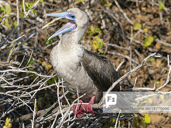 An adult red-footed booby (Sula sula)  at Punta Pitt  San Cristobal Island  Galapagos Islands  UNESCO World Heritage Site  Ecuador  South America