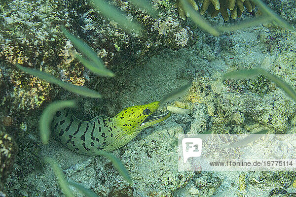 Eine ausgewachsene Fimbrienmuräne (Gymnothorax fimbriatus),  umgeben von kleinen Fischen vor der Insel Bangka,  Indonesien,  Südostasien,  Asien