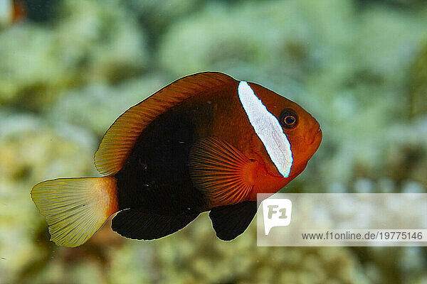 An adult blackback anemonefish (Amphiprion melanopus)  swimming on the reef off Bangka Island  Indonesia  Southeast Asia