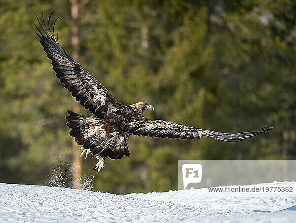 Golden eagle (Aquila chrysaetos) taking off  Finland  Europe