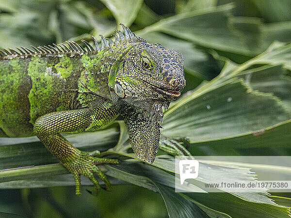 An adult male green Iguana (Iguana iguana)  basking in the sun at the airport in Guayaquil  Ecuador  South America