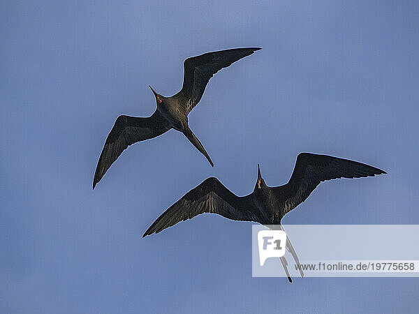 A pair of adult male great frigatebirds (Fregata minor), in flight over Fernandina Island, Galapagos Islands, UNESCO World Heritage Site, Ecuador, South America