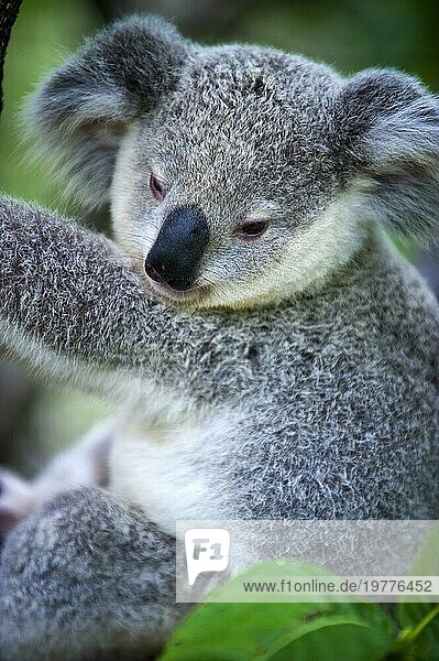Koala (Phascolarctos cinereus)  Fauna  wild  Wildtier  Wildnis  frei  Tier  Wappentier  bedroht  Jungtier auf Magnetic Island in Australien