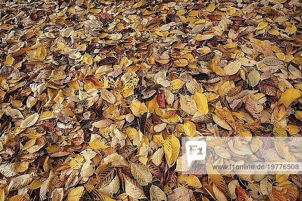 Herbst  Herbstblätter  Herbstlaub  auf dem Boden  Deutschland  Europa